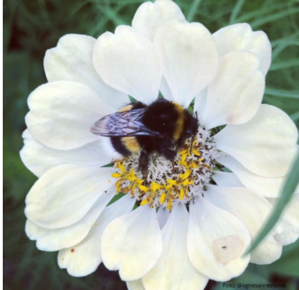 Foto: Agnes Annerbrink 