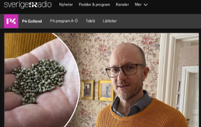 Gotländsk hampafiber blir fjärrvärme – ska minska utsläppen
