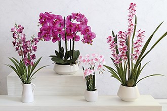 Flowers & Plants in Pots Flowers & Plants in Pots
