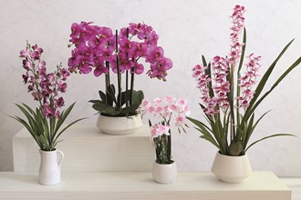 Flowers & Plants in Pots