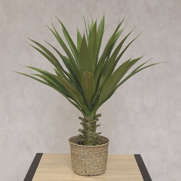 Large Toothed Succulent in a Basket Pot 61cm