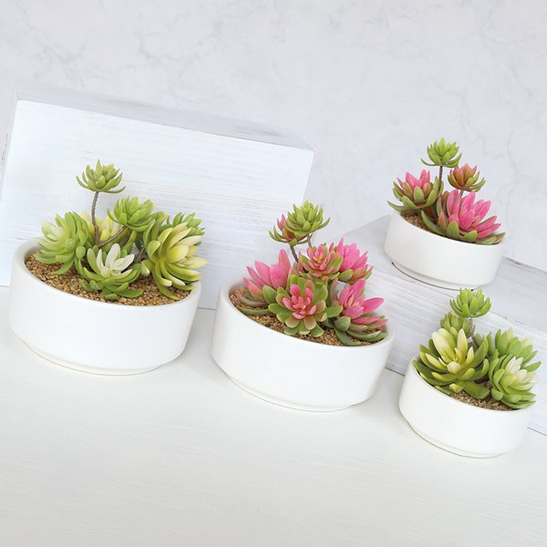 Succulent Arrangement in White Pot 18.5cm 2 Assorted Succulent Arrangement in White Pot 18.5cm 2 Assorted