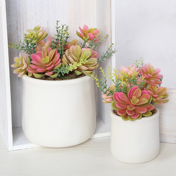 Succulent in a White Pot 18cm