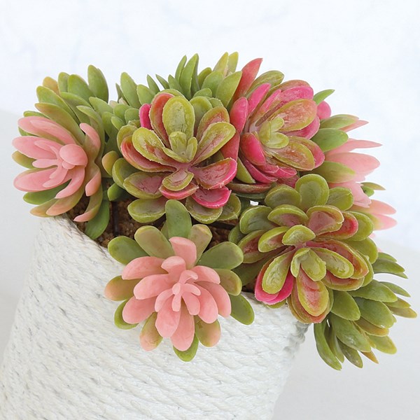 Succulent in a White Rope Effect Pot 18cm