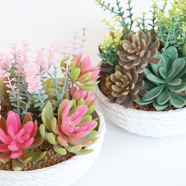 Succulent Arrangement in a White Rope Effect Pot 14cm 2 Assorted