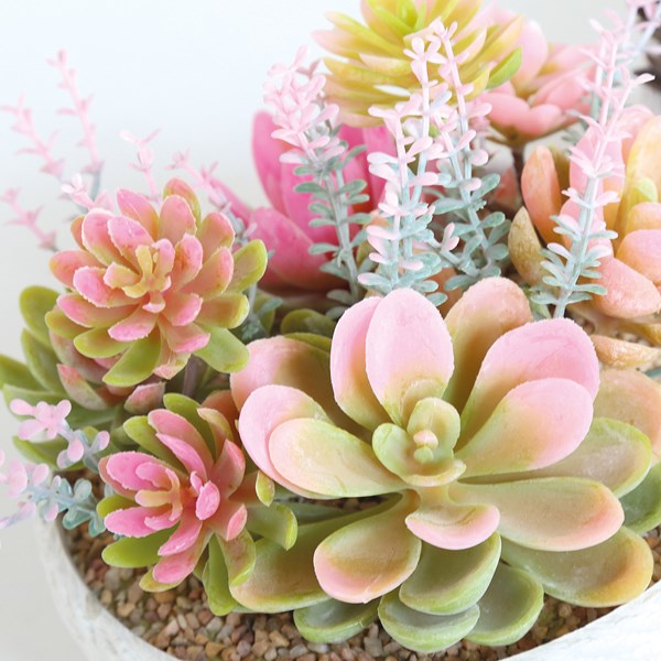 Succulent Arrangement in a Rope Effect Pot 12cm 2 Assorted