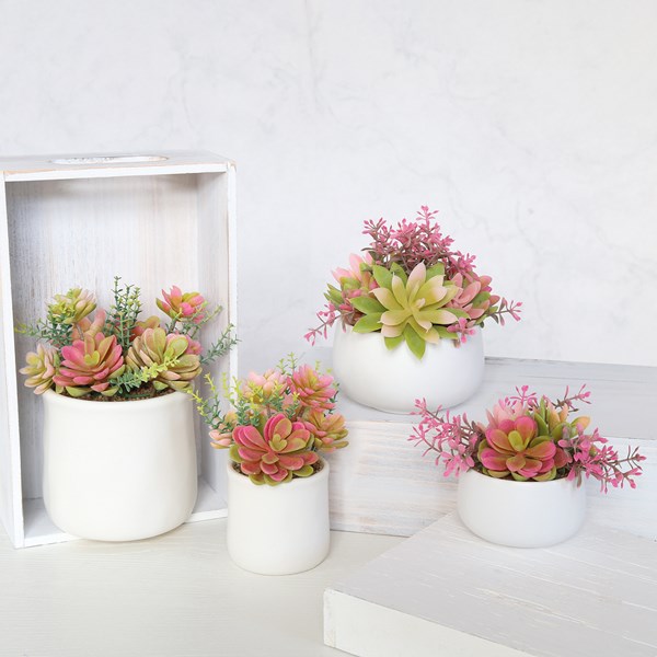 Succulent Arrangement in a White Pot 15cm