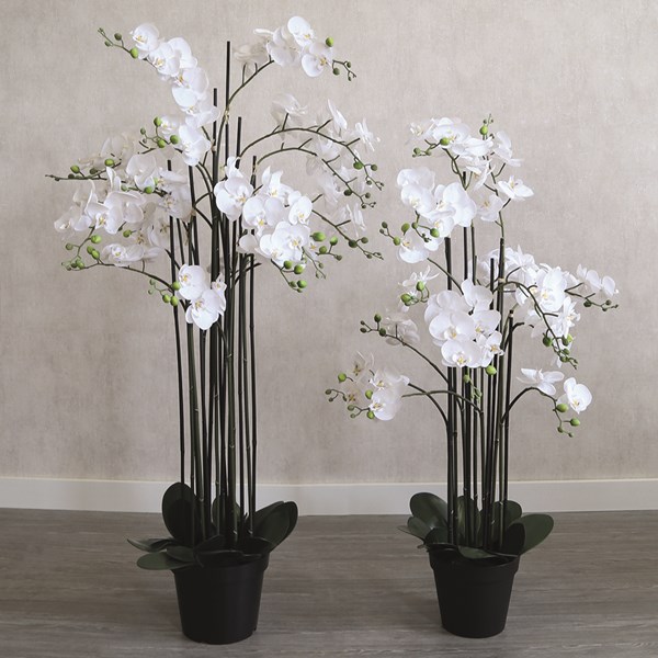 White Orchid in Black Pot 115cm