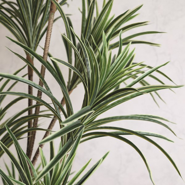 Dracaena Artificial Plant in Weighted Black Pot 175cm
