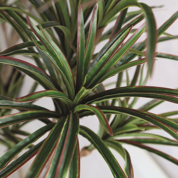 Dracaena Artificial Plant in Weighted Black Pot 120cm