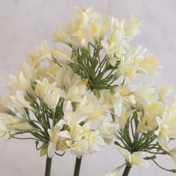 Potted Agapanthus 92cm 3 Assorted