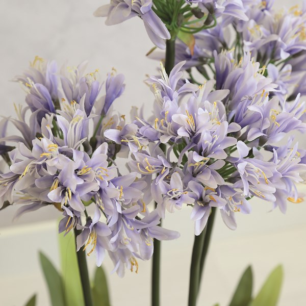 Potted Agapanthus 92cm 3 Assorted