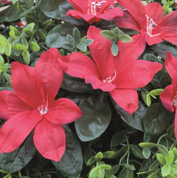 Star Lilies Hanging Basket 30cm 2 Assorted