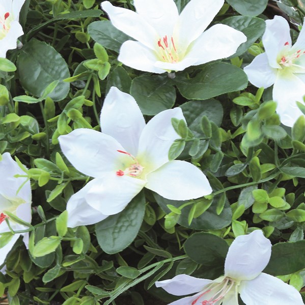 Star Lilies Hanging Basket 30cm 2 Assorted