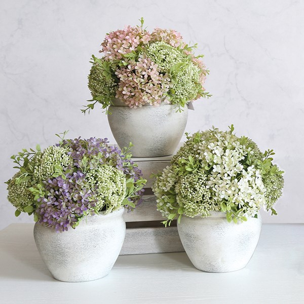 Potted Hydrangea 24cm 3 Asst