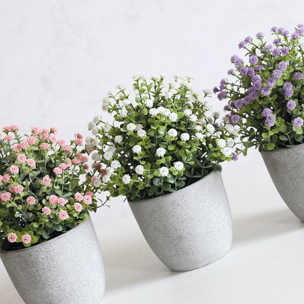 Potted Baby Breath 24cm 3 Asst