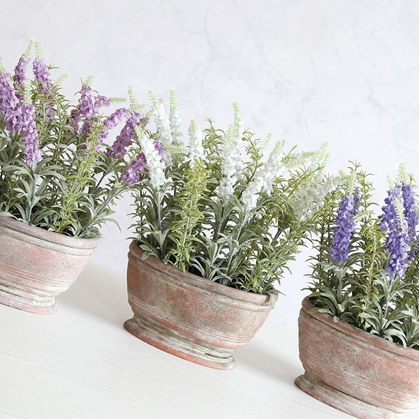 Potted Lavender 30cm 3 Asst