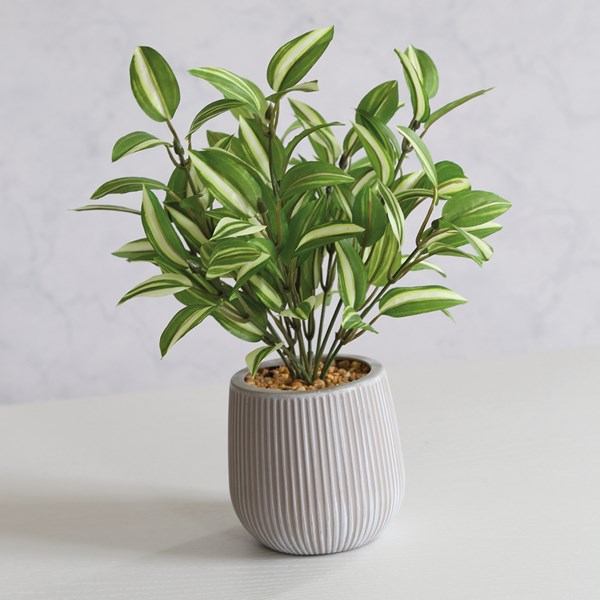 Inchplant 31cm