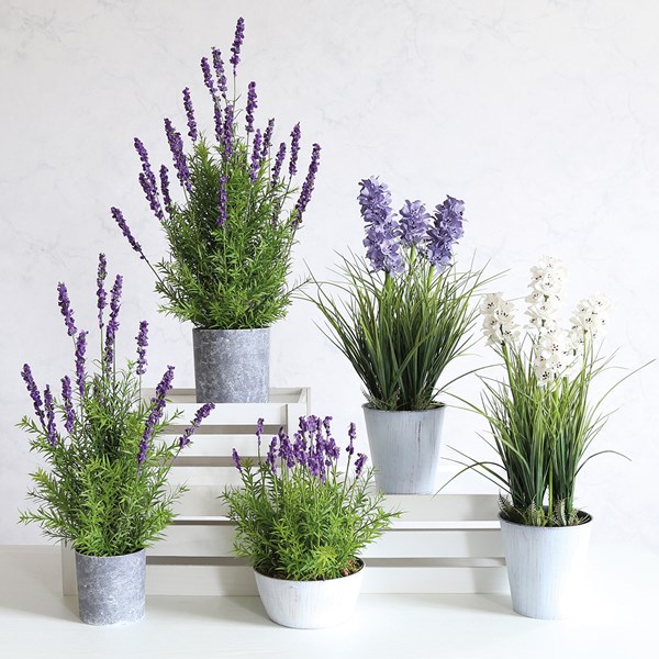 Potted Lavender 56cm Potted Lavender 56cm