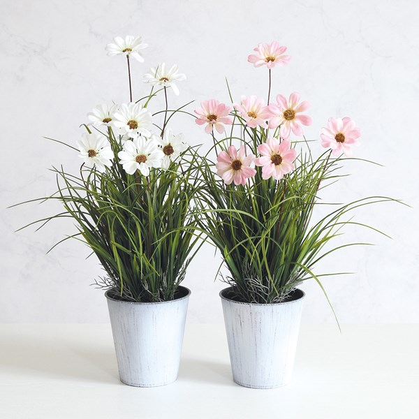 Potted Cosmos 55cm 2 Asst