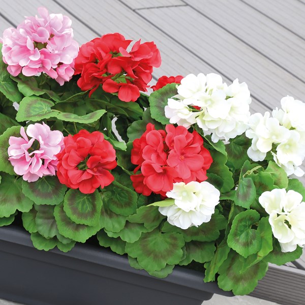 Geranium Pot 41cm Red/Pink/White Geranium Pot 41cm Red/Pink/White