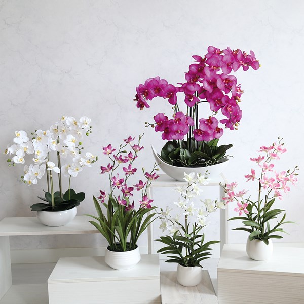 Phalaenopsis White 64cm Phalaenopsis White 64cm