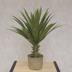 Large Toothed Succulent in a Basket Pot 61cm