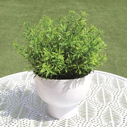 Green Plant in White Pot 28cm