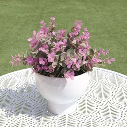 Purple Eucalyptus Plant in a White Pot 28cm