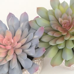 Succulent Pot 13cm 2 Assorted