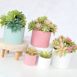 Pink and White Succulent Pot 10.5cm 2 Assorted