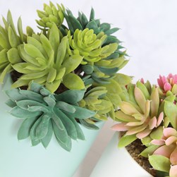 Succulent Pot 18.5cm 3 Assorted
