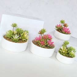 Succulent Arrangement in White Pot 18.5cm 2 Assorted