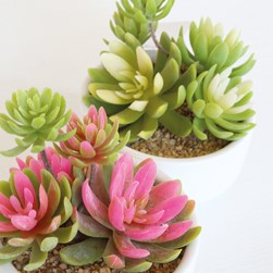 Succulent in a White Pot 14 cm 2 Assorted