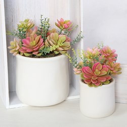 Succulent in a White Pot 18cm