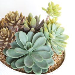 Succulent Arrangement in a Rope Effect Pot 12cm 2 Assorted