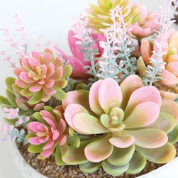 Succulent Arrangement in a Rope Effect Pot 12cm 2 Assorted