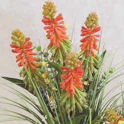 Torch Lily Floral Bundle 60cm