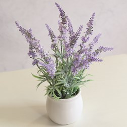 Lavender in Ceramic Pot 32cm