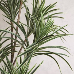 Dracaena Artificial Plant in Weighted Black Pot 175cm
