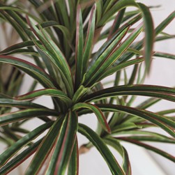 Dracaena Artificial Plant in Weighted Black Pot 120cm