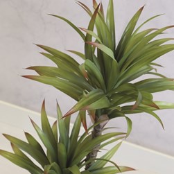 Potted Palm Plant 90cm