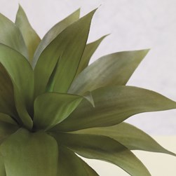 Potted Palm Plant 30cm