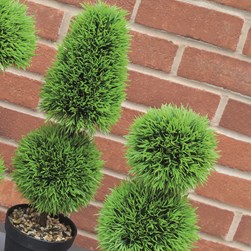 Potted Topiary Ball Tree 42cm