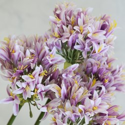 Potted Agapanthus 92cm 3 Assorted