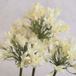 Potted Agapanthus 92cm 3 Assorted