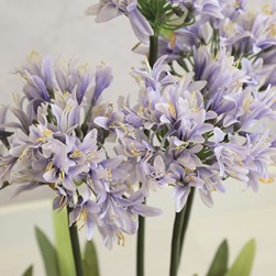 Potted Agapanthus 92cm 3 Assorted