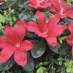 Star Lilies Hanging Basket 30cm 2 Assorted Star Lilies Hanging Basket 30cm 2 Assorted