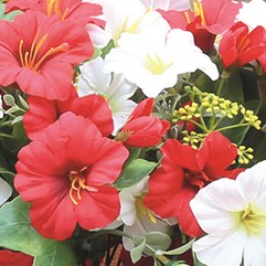 Petunia Hanging Basket Red and White 30x35cm Petunia Hanging Basket Red and White 30x35cm