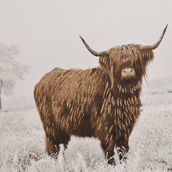 Highland Cow Print 50x70cm